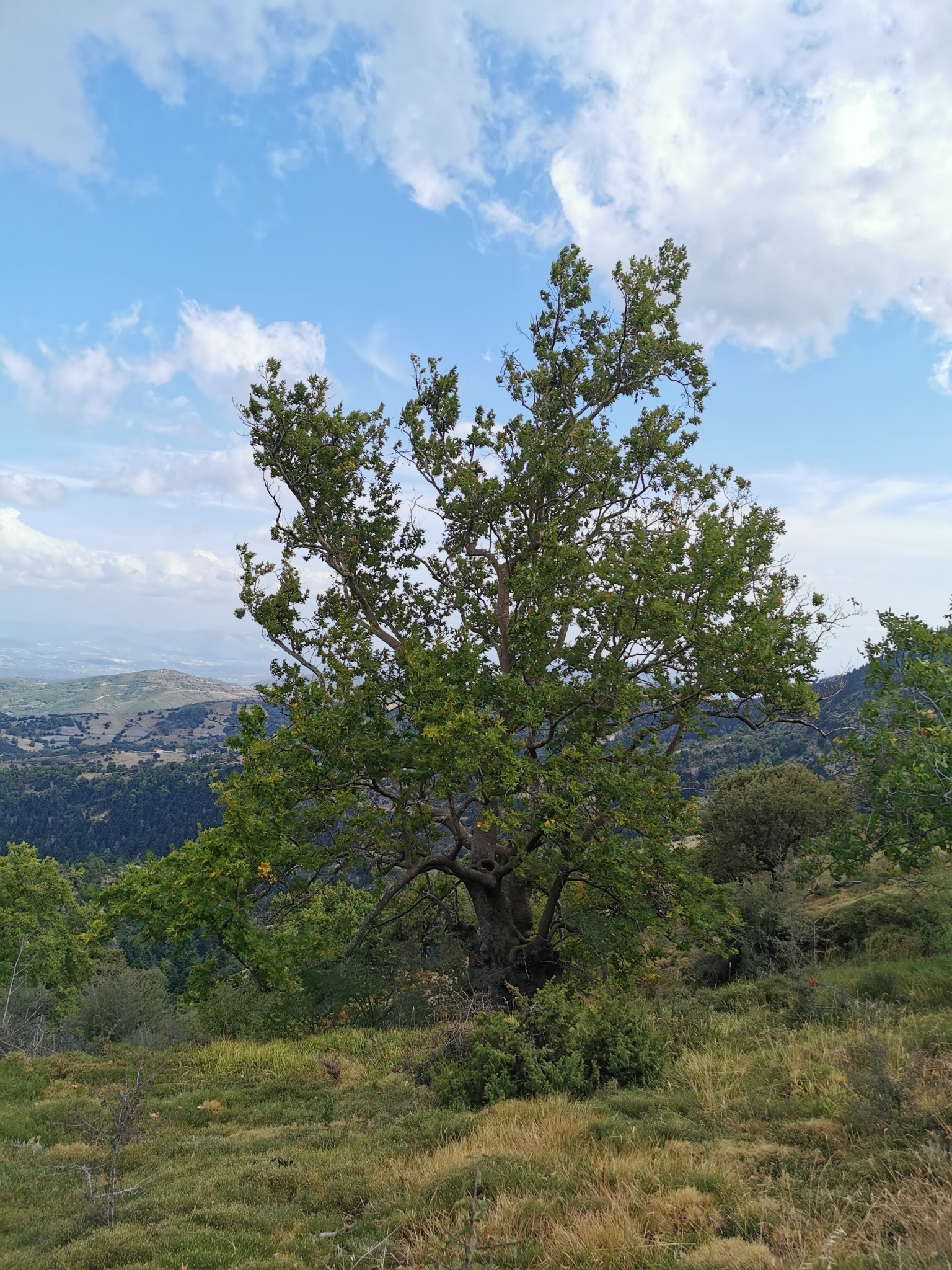 Morgenländische Platane (Platanus orientalis): Herkunft und Verwendung — foto 3