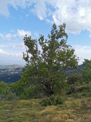 Morgenländische Platane (Platanus orientalis): Herkunft und Verwendung — Foto 3