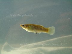 Poecilia sphenops