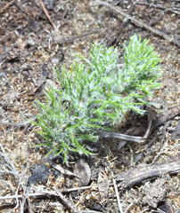 Eriospermum paradoxum