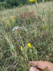 Tragopogon undulatus
