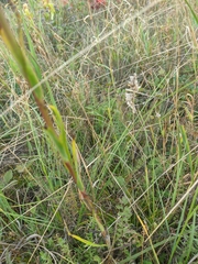 Tragopogon undulatus
