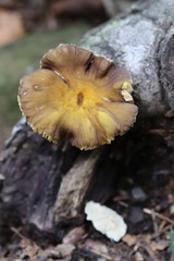 Pluteus romellii