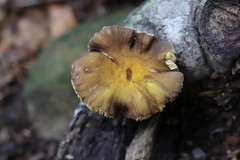 Pluteus romellii