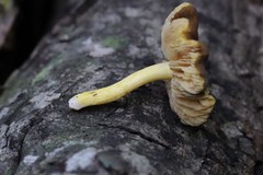Pluteus romellii
