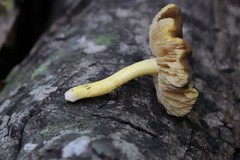 Pluteus romellii