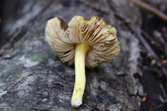 Pluteus romellii