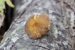 Pluteus romellii