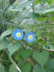 Ipomoea cardiophylla