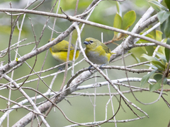 Euphonia trinitatis