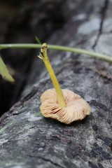 Pluteus romellii