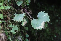 Micranthes manchuriensis