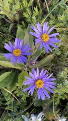 Aster amellus