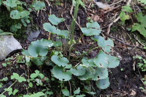 Micranthes manchuriensis, photograph 6