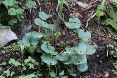 Micranthes manchuriensis