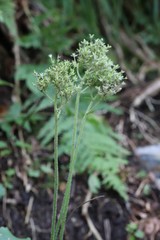 Micranthes manchuriensis