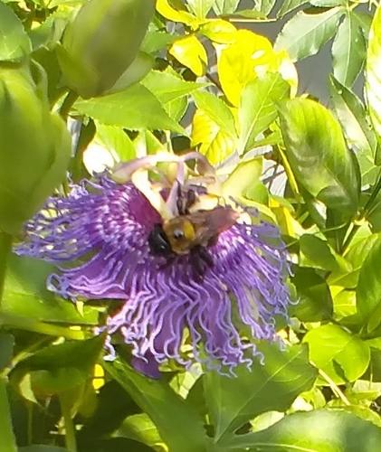 Xylocopa virginica virginica image