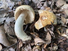 Russula fellea