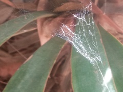 Araneae