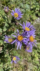 Aster amellus