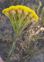 Athanasia linifolia
