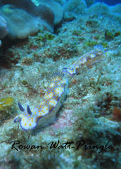 Hypselodoris pulchella