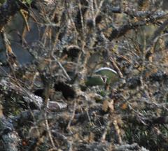 Tauraco corythaix phoebus