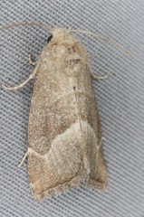 Plagiomimicus spumosum