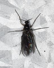 Excultanus excultus