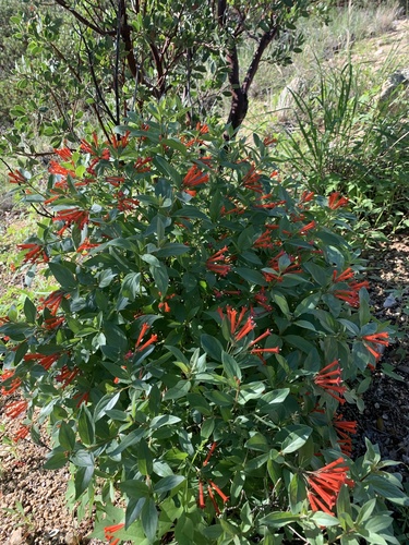 firecrackerbush