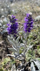 Veronica hololeuca