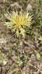 Centaurea salonitana