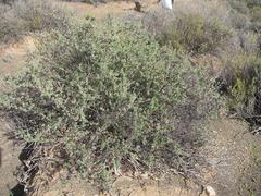 Felicia brevifolia