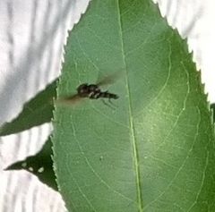 Ocyptamus antiphates