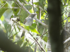 Elaenia parvirostris