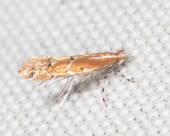 Cremastobombycia solidaginis