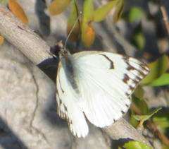 Belenois gidica abyssinica