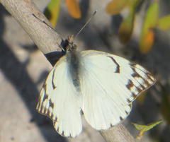Belenois gidica abyssinica