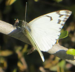 Belenois gidica abyssinica