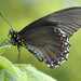 West-Mexican Swallowtail - Photo (c) tamarindo1, some rights reserved (CC BY-NC)