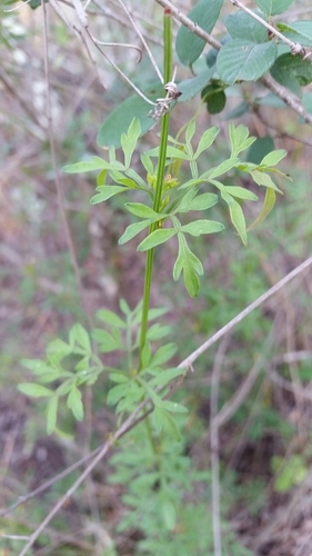 Chihuahuan balloonvine (Cardiospermum dissectum)