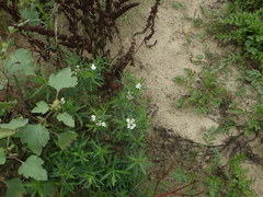 Achillea salicifolia