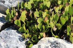 Centella triloba