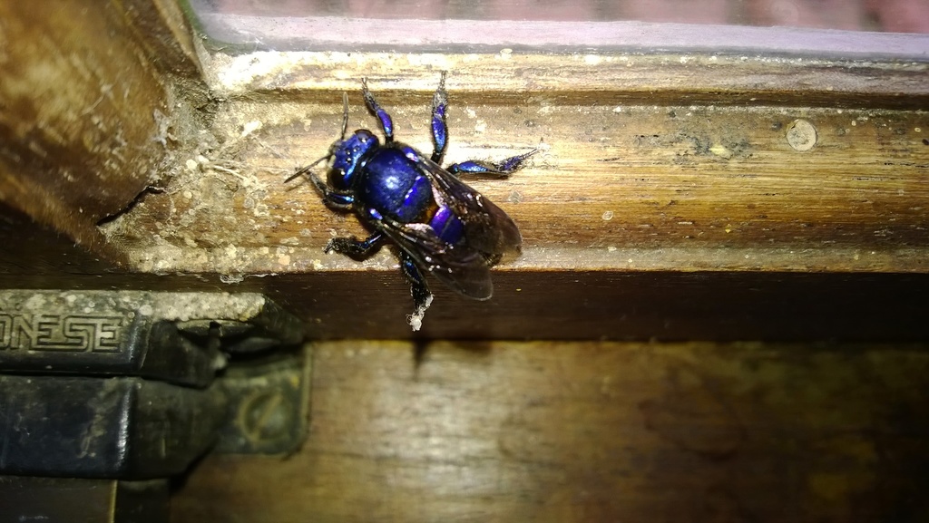 Violaceous Orchid Bee