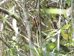 Rhodinocichla rosea