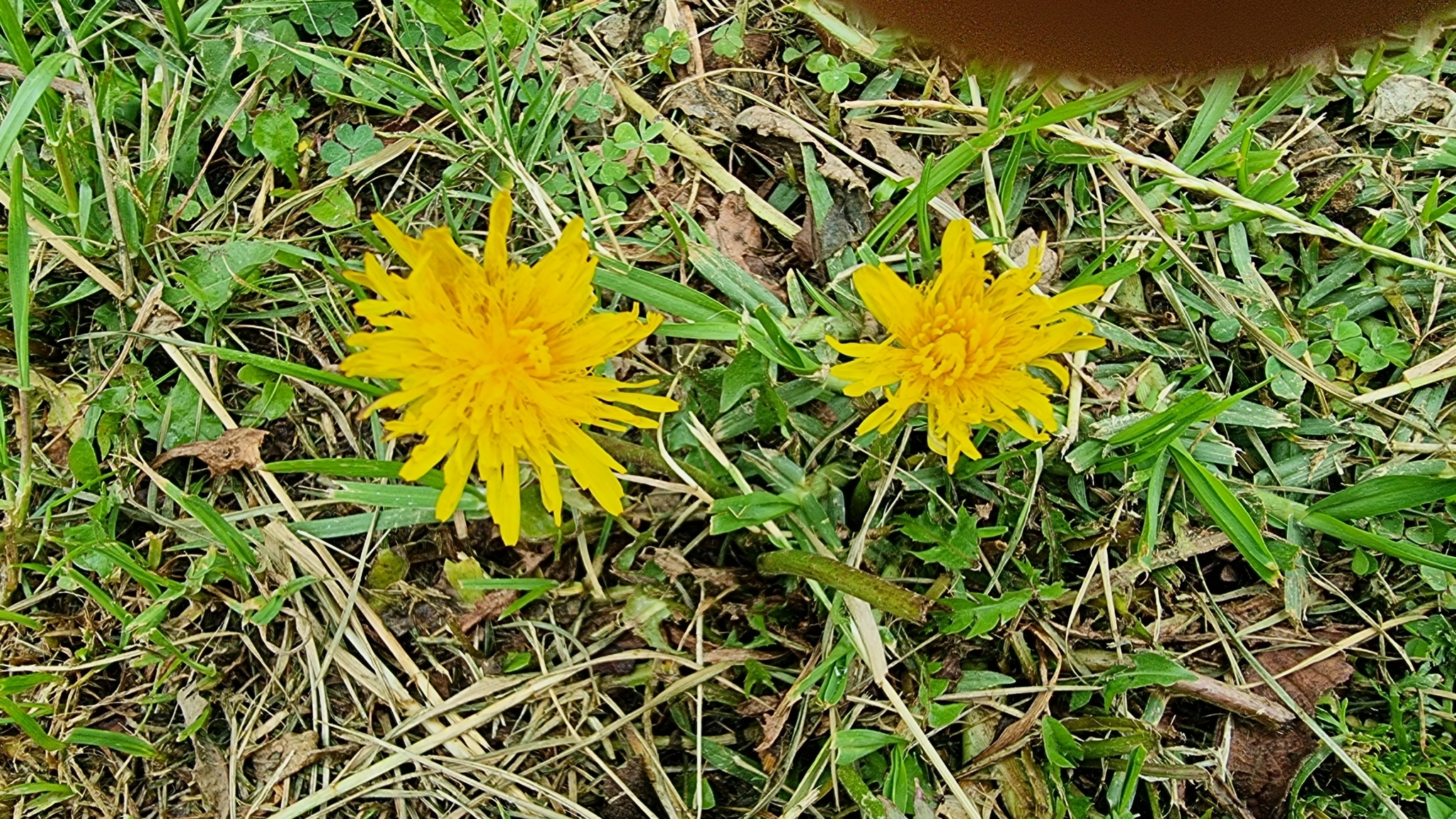 Taraxacum officinale image