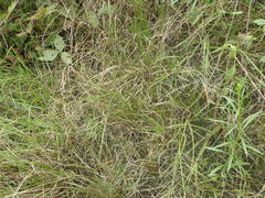 Carex praecox