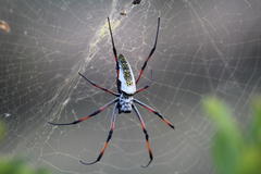 Trichonephila inaurata madagascariensis