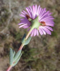 Lampranthus elegans