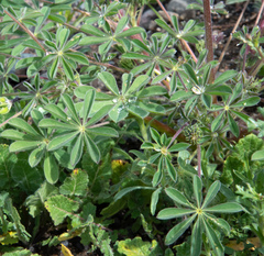 Lupinus microcarpus